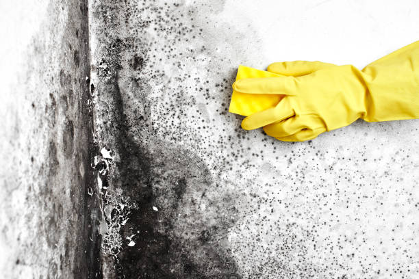 Best Mold Inspection  in Newton, MA