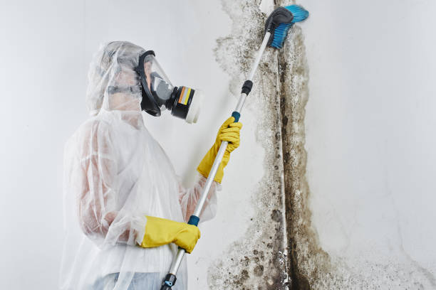 Best Toxic Mold Removal  in Newton, MA