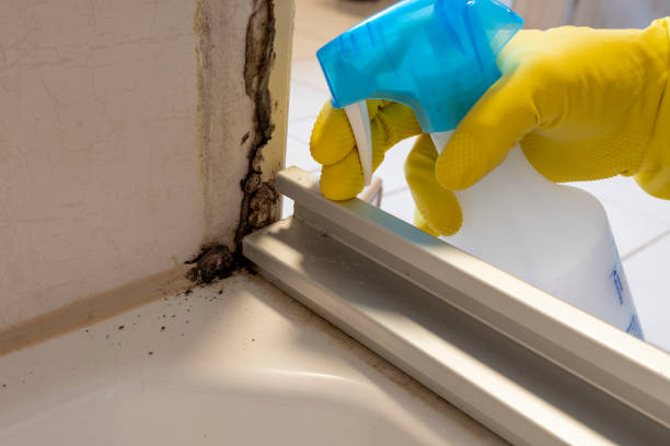 Best Black Mold Removal  in Newton, MA