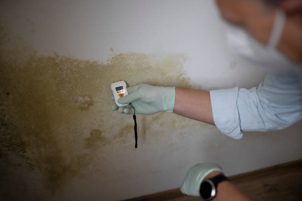Best Mold Testing  in Newton, MA