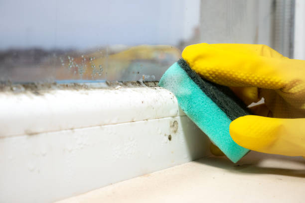 Best Crawl Space Mold Removal  in Newton, MA