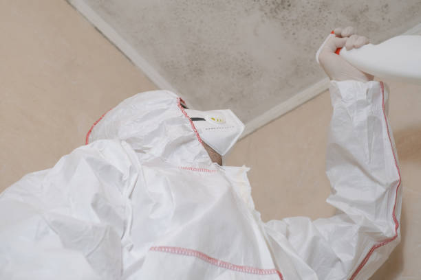 Trusted Newton, MA Mold Removal Experts