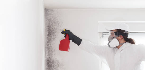 Best Attic Mold Removal  in Newton, MA