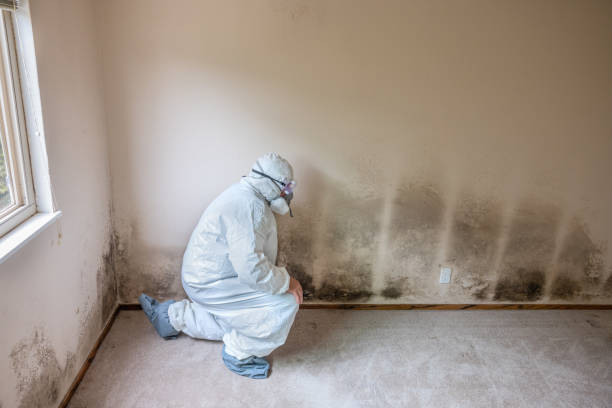 Best Mold Removal Company Near Me  in Newton, MA