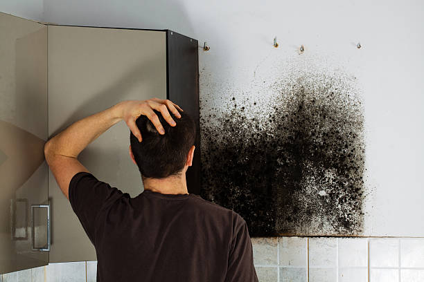 Best Best Mold Removal Companies  in Newton, MA