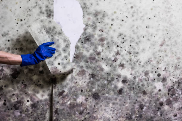 Best Certified Mold Removal  in Newton, MA