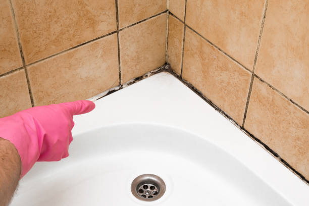 Best Residential Mold Removal  in Newton, MA